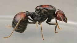 Messor Cephalotes