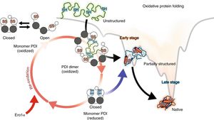 Uncovering Fatty Acid Transport Mechanisms: PDI's Role Revealed