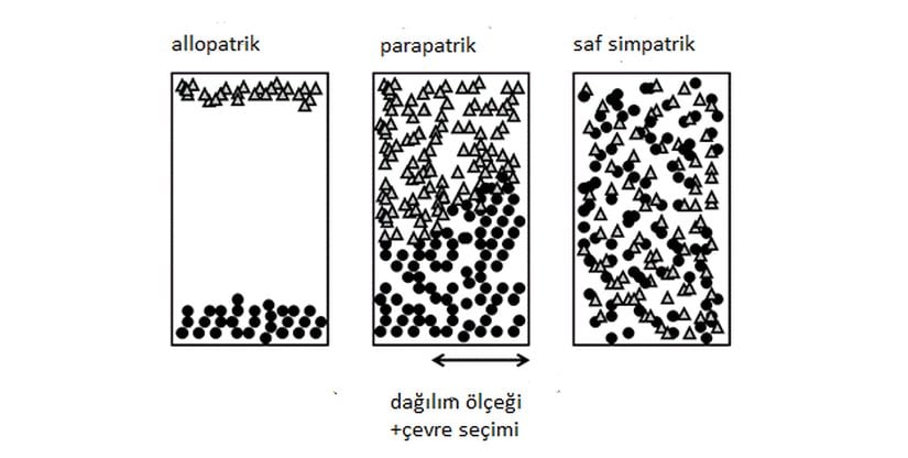 Allopatrik/simpatrik spektrum.