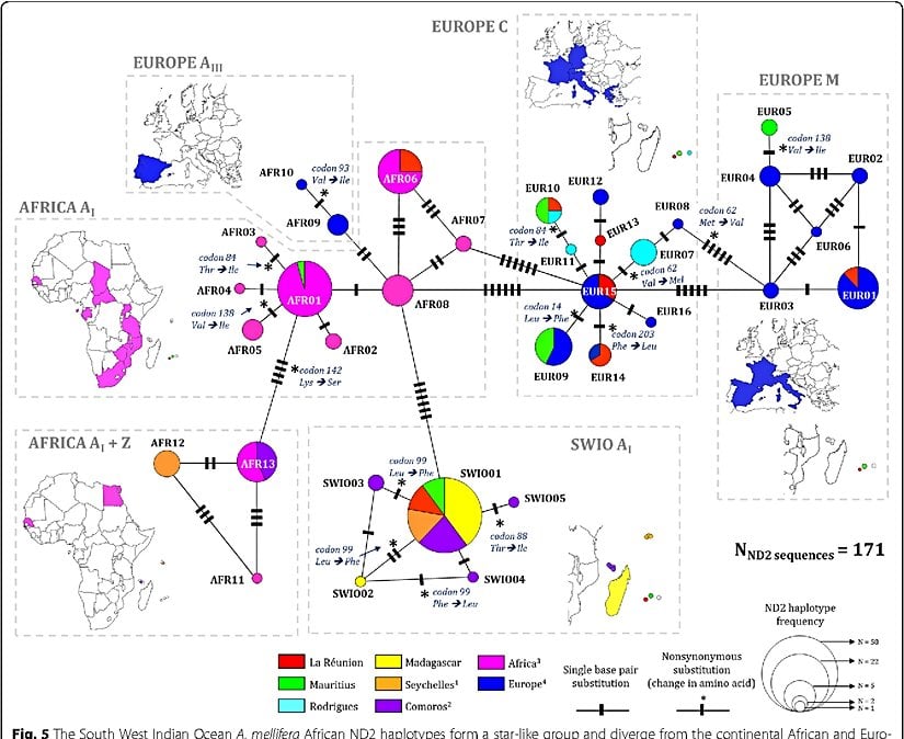 Farklı Apis mellifera alt türlerinin mitokondriyal DNA analizi