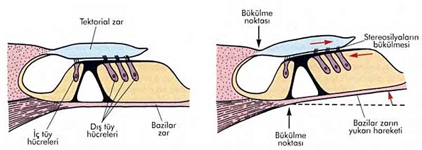 Baziler Membranın Üzerindeki Saç Hücreleri