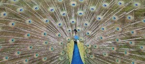 Evrim Mekanizmaları - 1: Evrimi Tetikleyen Mekanizmalar Nelerdir?