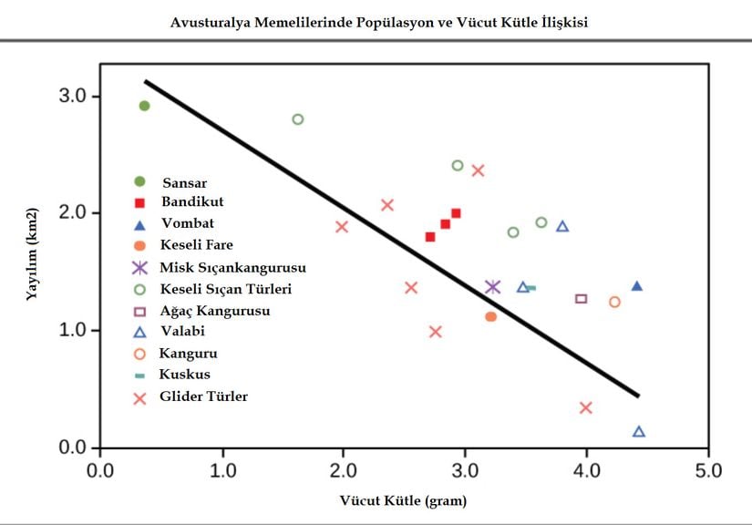 Avustralya memelilerinde popülasyon yoğunluğu ile vücut büyüklüğü arasında tipik bir ters orantı bulunur.