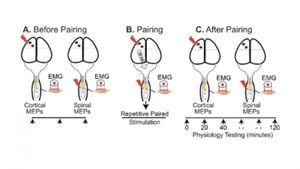 Neural Mechanisms Of Combined TMS And TACS Enhance Motor Cortex Excitability