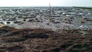 Researchers Discover World’s Largest Clone Of Bladderwrack