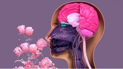 Burnumuzun Ucundaki Fizik: Kokunun, Kuantum Tünelleme ve Şekil Hipotezleri!