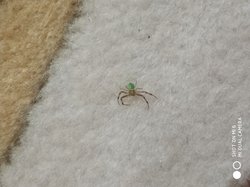 Bu örümceğin türü nedir?