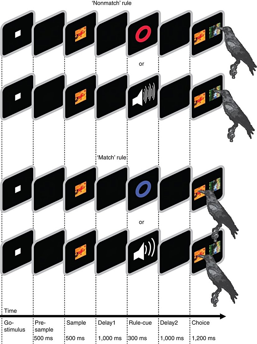 Deneysel prosedüre dair bir görsel