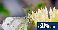 ‘Top marks’ for sharp-eyed snappers as UK nets new butterfly species
