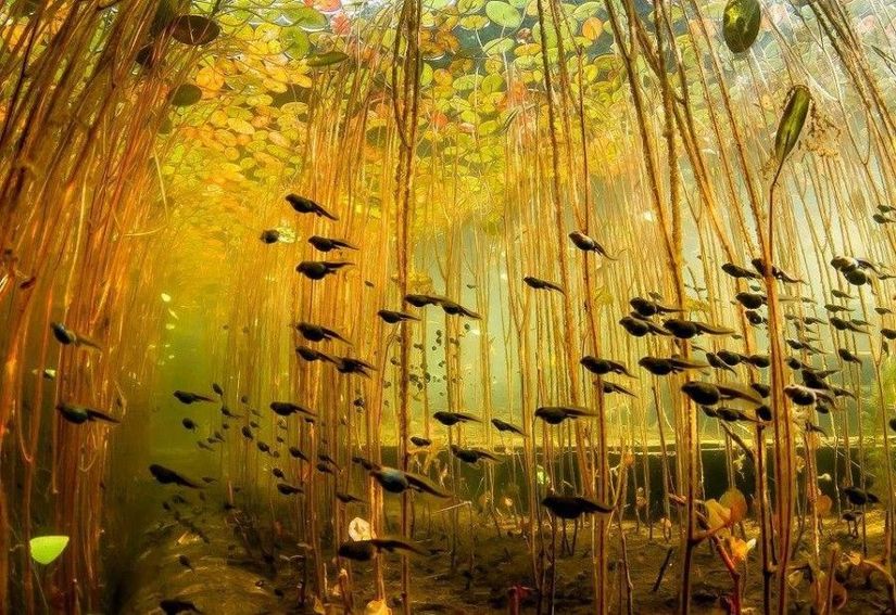 Bu bir tablo değil! Kanada'nın Vancouver Adası üzerinde bulunan Cedar Lake'teki nilüfer bitkilerinin arasında yüzen kurbağa yavrularına (iribaşlara) ait tam zamanında çekilmiş, harika bir fotoğraf!