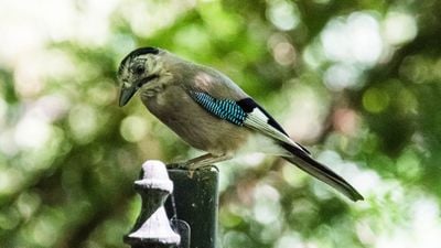 Kargagiller (Corvidae)