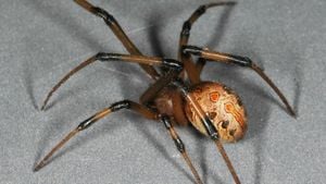 Giant False Widow Spiders Invade UK Homes Amid Warming Weather