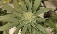Trump Administration To Issue Warnings About Marijuana's Impact On Youth Under Plan Led By RFK Jr. - Marijuana Moment