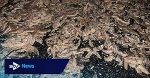 Thousands Of Starfish Washed Ashore In Rare Kirkcaldy Event