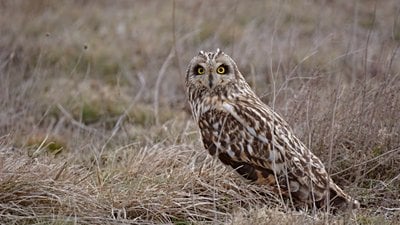 Kır baykuşu (Asio flammeus)