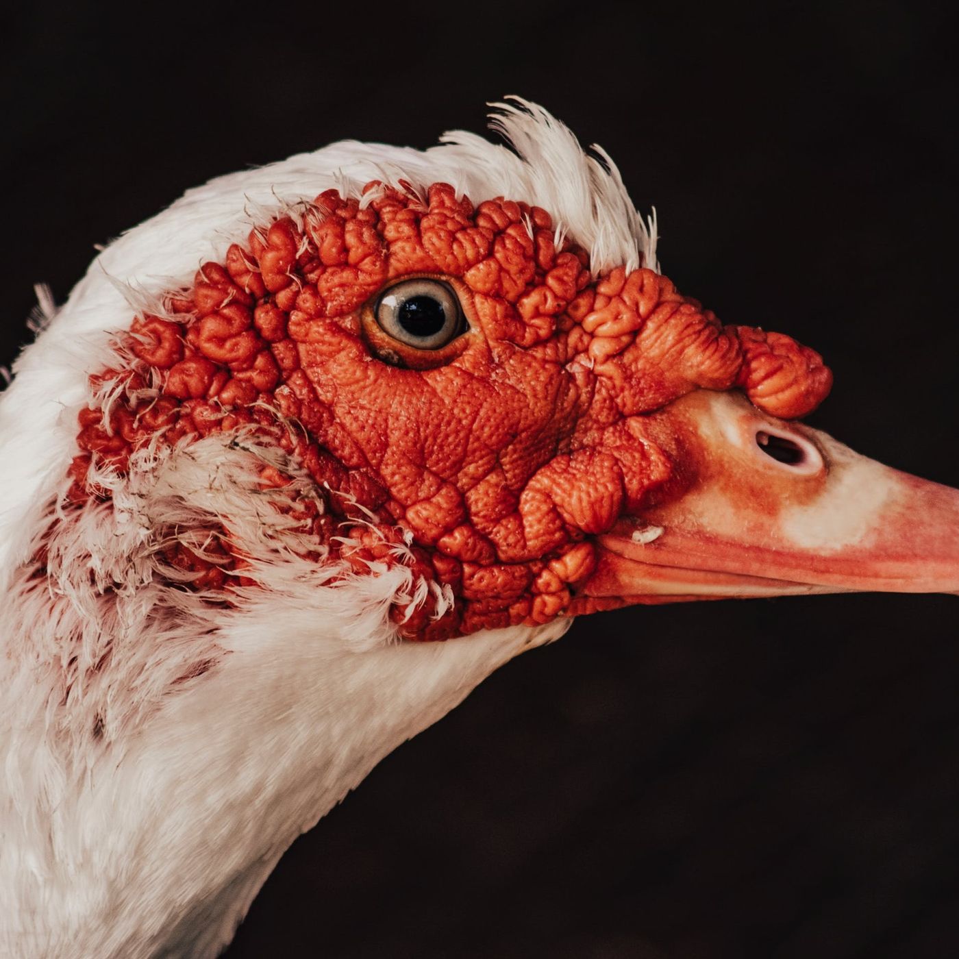 Ördeklerin Korkunç Sırrı: Cinsiyetler Arası Çiftleşme Mücadelesinde Spiral Penisler!