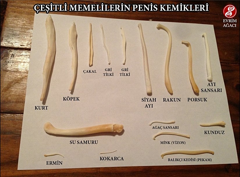 Penis Kemikleri
