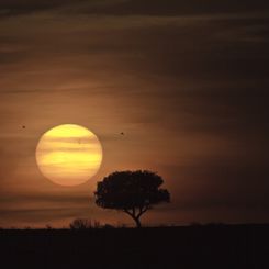 Sunspot Group 1429 and the Distant Sun