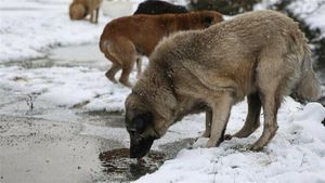 Ekinokokkoz Nedir? Köpekler ve Diğer Etçillerin Dışkılarından İnsanlara Bulaşabilen Bu Kistik Hastalık Nasıl Tedavi Edilir?