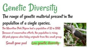 New Maize Hybrids Show Genetic Diversity For Arid Conditions