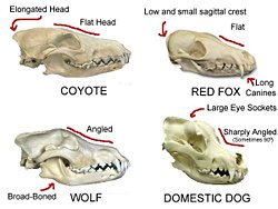 Köpeklerin kafatasının bu şekilde evrimleşmesinin nedenleri nelerdir?