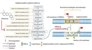 Berberine Disrupts MRSA Cell Wall By Targeting TarO Gene