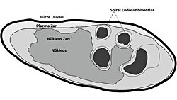 Prokaryot mu, Ökaryot mu? Derin Denizlerde Prokaryotlar ile Ökaryotlar Arasında Geçiş Türü Olan Bir Mikroorganizma Keşfedildi!