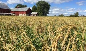 Researchers Uncover Genetic Secrets To Cold Tolerance In Rice