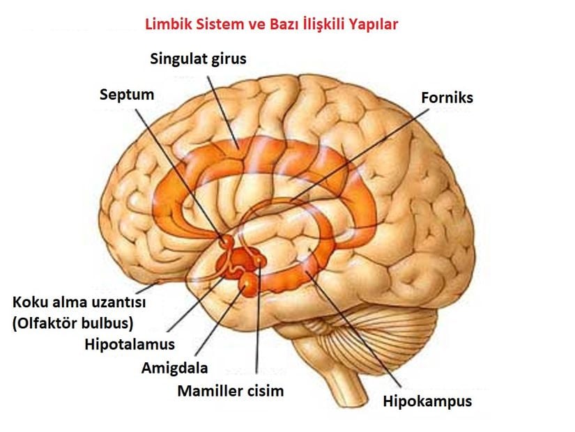 Limbik sistem, Amigdala ve Hipokampusun konumları