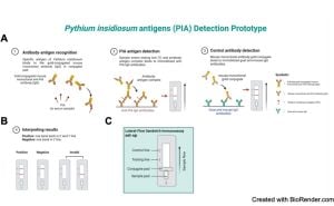 Pythium Insidiosum-Antigen Boosts Neutrophil Killing Power Against Zoospores