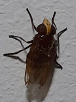 Bu canlı hangi tür, merak uyandırdı. Sinek mi arı mı yoksa bir arı taklitçisi sinek mi?