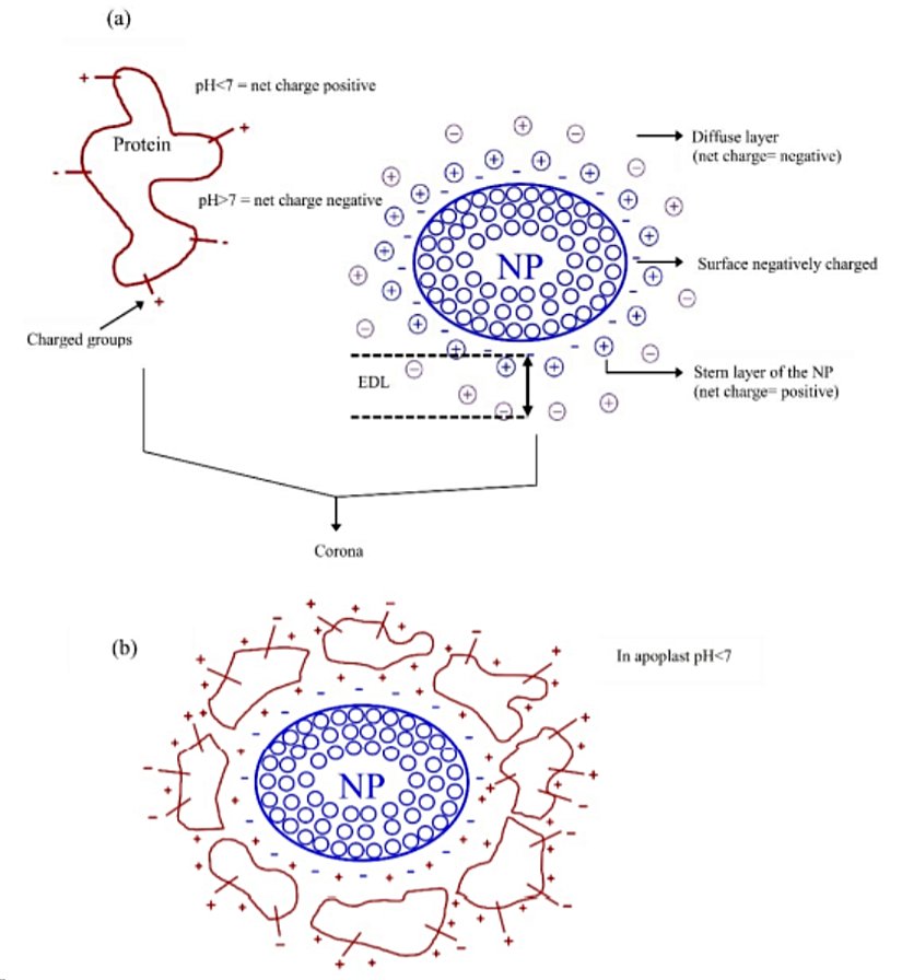 Şekil 2. Doğal sıvılarda NP ve NM koro'nun oluşumunun grafiksel temsili. (a) (sol taraf) proteinin net yüzey yükü pH < 7'de pozitiftir (negatif yüklü Stern tabakası ile). (a) (sağ taraf) saf haldeki nanopartiküller (NPs) yüzey negatif yüklüdür ve pozitif yüklü Stern tabakasına sahiptir. (b) Proteinlerin ve NP'lerin dağılmış tabakalarının zıt yüklere sahip olmasının sonucunda, koro'ya yol açan elektrostatik etkileşimler meydana gelir.