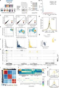 Semi-automated IT-scATAC-seq profiles cell-specific chromatin accessibility in differentiation and peripheral blood populations - Nature Communications