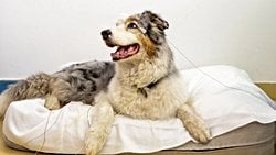 Köpekler Nesneleri Zihinlerinde Canlandırabiliyor!