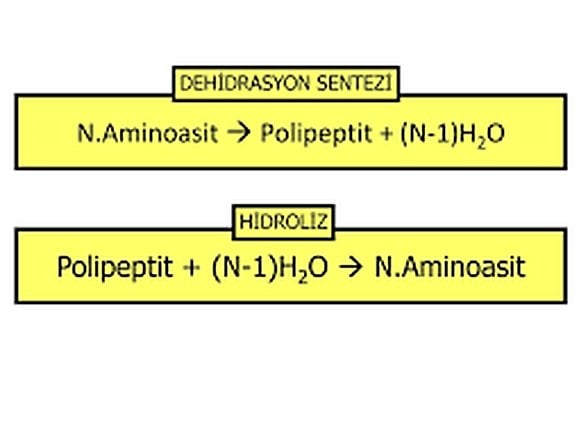 Hidroliz ve dehidrasyon