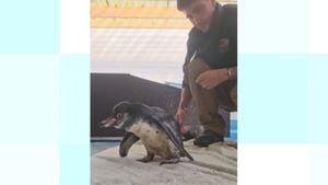 Flop The Penguin Recovers From Limp Using Baby Bouncer