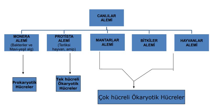 CANLILAR ALEMİ