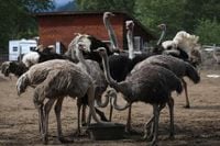 On ostriches, polarizing politics and buried heads