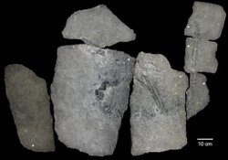 Bilim İnsanları 240 Milyon Yıllık Gizemli Antik Deniz Sürüngenini Belirledi