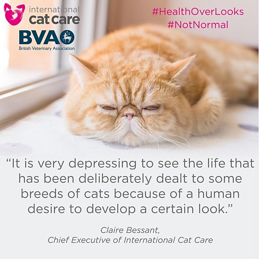 "Belli bir görünüme yönelik insan arzusundan dolayı bazı kedi ırklarının payına düşen hayatı görmek çok üzücü." Claire Bessant, iCatCare başkanı
