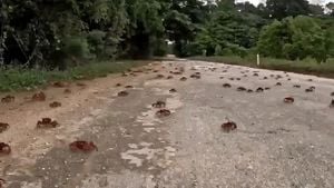 Millions Of Red Crabs Blanket Christmas Island In Annual Spectacle