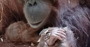 Zoo Mothers Help Endangered Orangutan Learn Care Basics