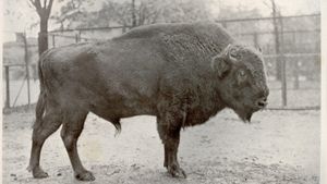 New Insights Into Genetic Links Of Lethal Bison Disease