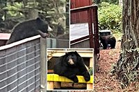 ‘Very polite’ black bear stumbles into California zoo to pay his counterparts a visit