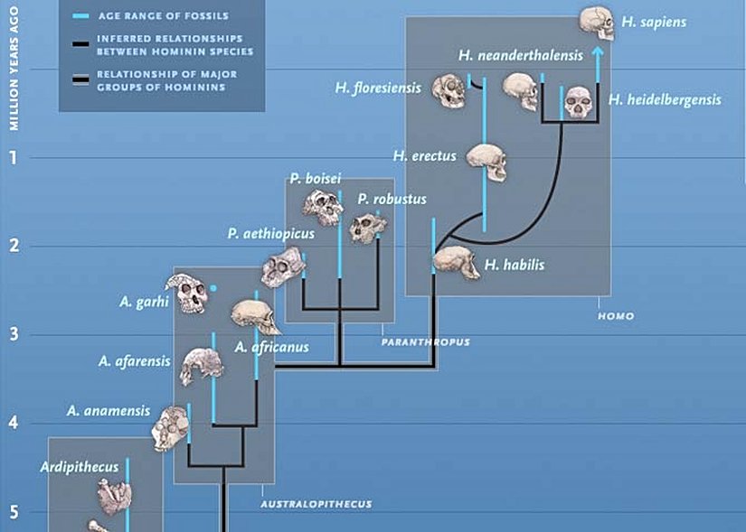 İnsan Evriminin Tarihi...