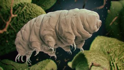 Tardigradlarda Bulunan CAHS-D Proteini İnsan Hücrelerinin Yaşlanmasını Yavaşlatmayı Başardı!