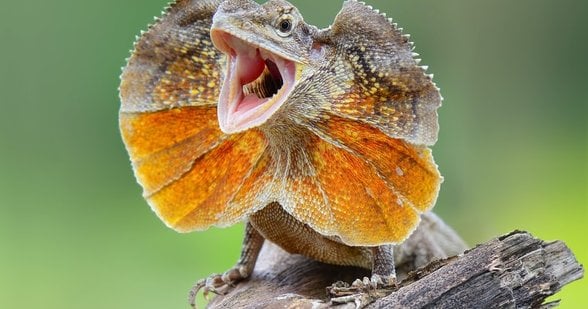 Kavga sırasında boynunu büyük göstermek için kanatlarını açan Chlamydosaurus