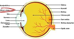 Siliyer cismi (kirpiksi cisimcik) istemli kontrol edebilen var mı?