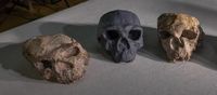Discovery of Million-Year-Old Skull ‘Totally Changes’ Human Evolution Story