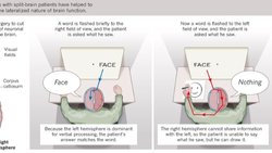 Beyin ve Bilincin Deneylerle Analizi Üzerine